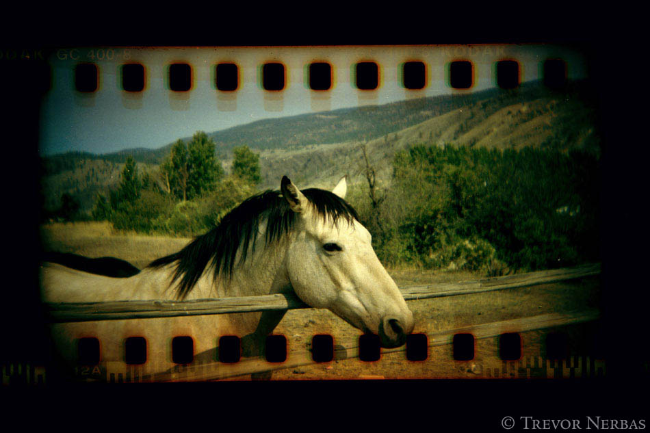 35mm filmstrip photo of horse holga sprocket film